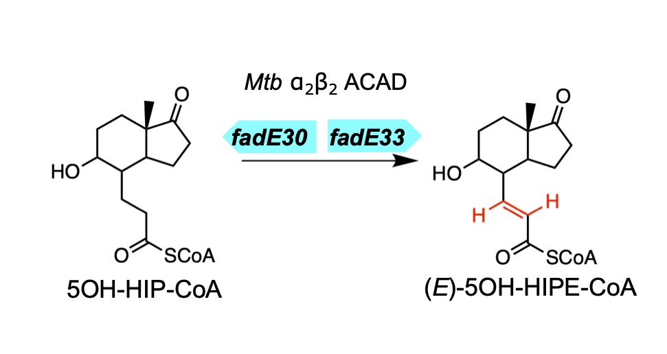 dehydrogenation reaction on %OH-HIP-CoA